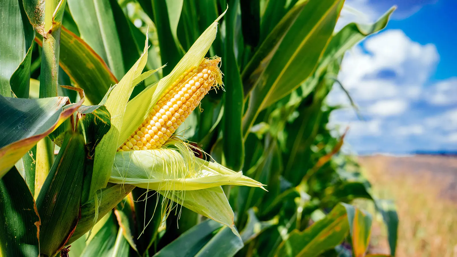 Hybrid Maize Seed Package
